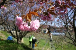 桜収穫